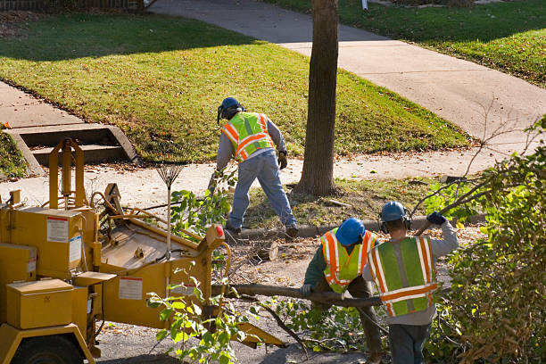 Trusted Colwyn, PA Tree Service Experts